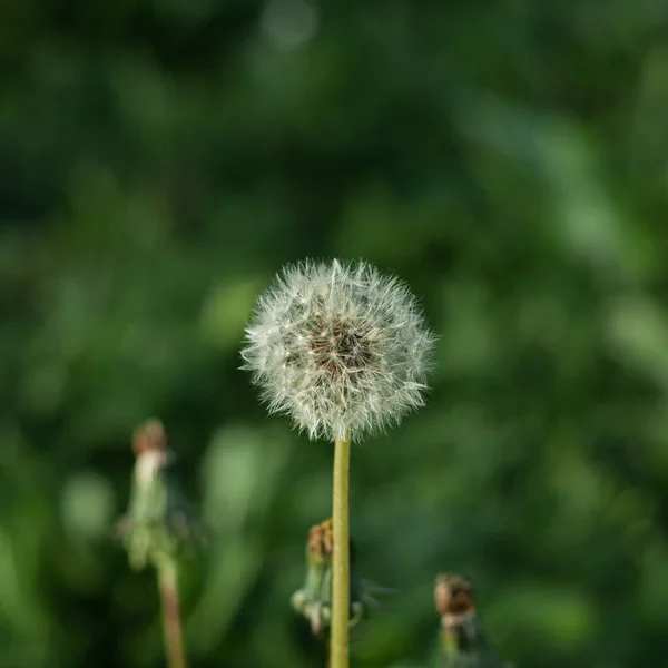 背景にぼやけた草原の小さなタンポポの風景 — ストック写真