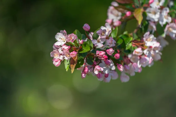 Çiçek Açan Malus Spektabilis Seçici Odak Noktası — Stok fotoğraf