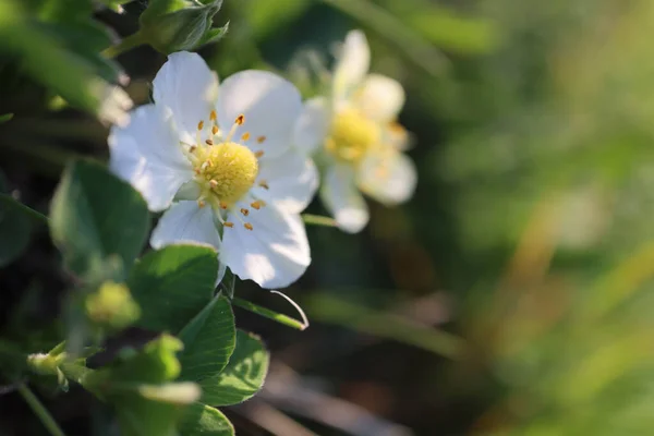 Shallow Focus Shot Fragaria Viridis Flowers Garden Sunny Day Blurred — Stock Photo, Image