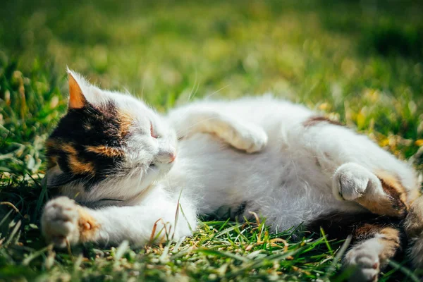Closeup Shot Resting Cute Cat Grass Park — Stock Photo, Image