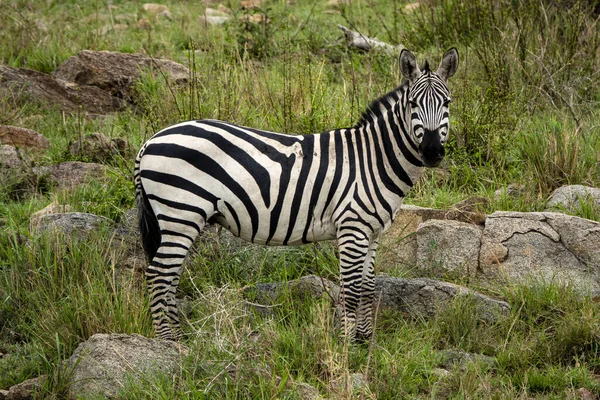 Krásná Zebra Safari Národním Parku Serengeti Tanzanie — Stock fotografie