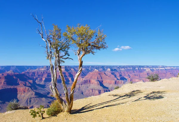 Ein Einsamer Wacholderbaum Mit Verdrehtem Stamm Wächst Grand Canyon Nationalpark — Stockfoto