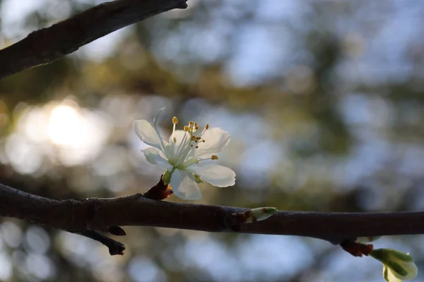 Eine Flache Einstellung Der Chinesischen Pflaumenblüte Auf Dem Baum Garten — Stockfoto