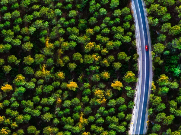 Yoğun Bir Ormandaki Yolda Bir Arabanın Kuş Bakışı Görüntüsü — Stok fotoğraf