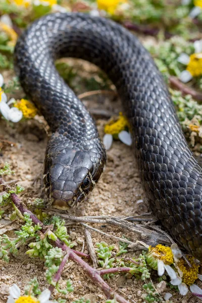 Close Macro Shot Van Zwarte Westelijke Zweepslang Hierophis Viridiflavus Koesterend — Stockfoto