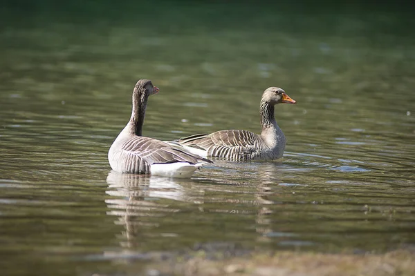 Tiro Foco Raso Dois Gansos Domésticos Nadando Água Lago Calma — Fotografia de Stock