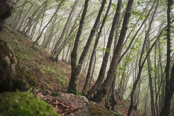 Une Vue Angle Bas Une Forêt Solitaire Avec Des Feuilles — Photo