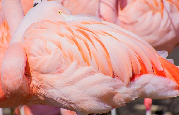 Selective Focus Shot Beautiful Flamingo Standing Bright Sunlight Blurred Background — Stock Photo, Image