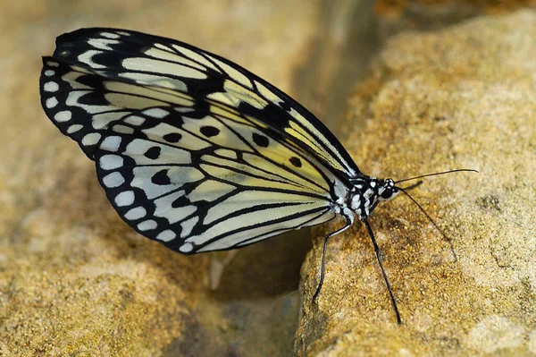 Eine Nahaufnahme Eines Großen Baumnymphenschmetterlings — Stockfoto