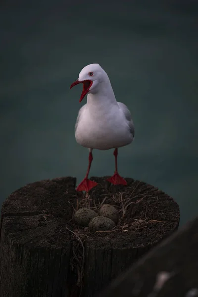 Vertical Closeup Red Billed Gull Chroicocephalus Novaehollandiae Scopulinus Eggs — Photo