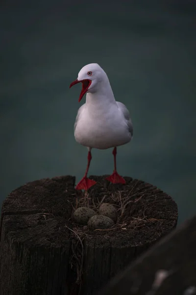 Vertikální Detailní Záběr Racka Červeného Chroicocephalus Novaehollandiae Scopulinus Vejci — Stock fotografie