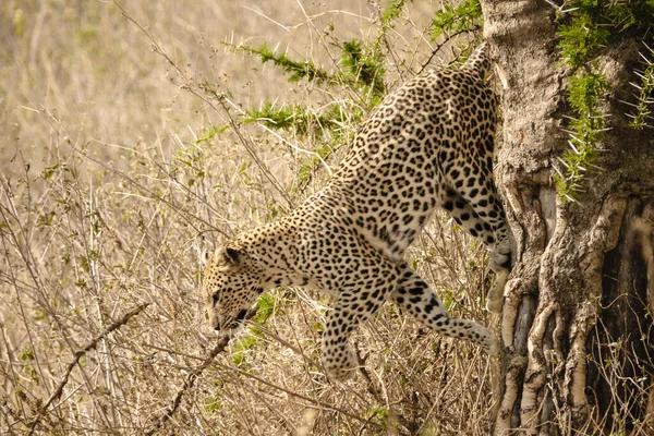 Serengeti Ulusal Parkı Tanzanya Safaride Ağaçta Güzel Bir Leopar — Stok fotoğraf