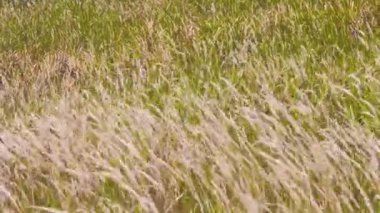 Rüzgarlı bir günde bitkilerle dolu buğday tarlası.