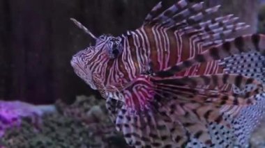 Charlotte, Kuzey Carolina 'daki Discovery Place akvaryumunda yüzen bir Zebra balığının yakın çekimi.