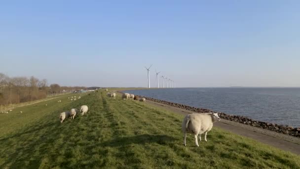在4K的乡间草山上的一群羊 — 图库视频影像
