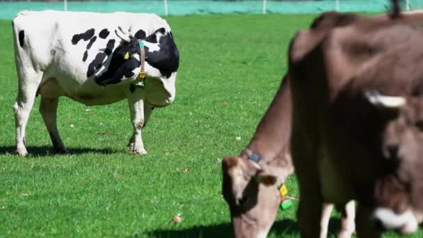 Carine Mucche Pascolo Prato Verde Alto Adige Italia Alpi — Video Stock