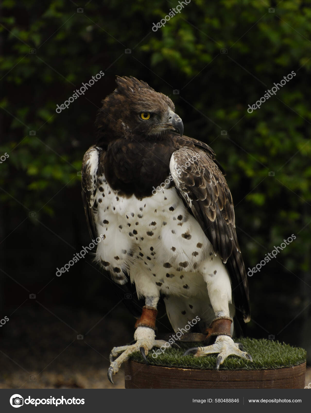 一只战鹰栖息在长满叶子的柱子上——图库图片© wirestock_creators #580488846