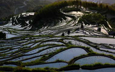 Bir tepede ağaçlar ve bitkilerle çevrili güzel bir çeltik tarlası.