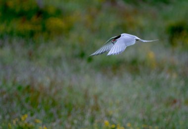 Kuzey Kutbu 'nda kayan bir deniz kabuğunun yakın çekim odak noktası.