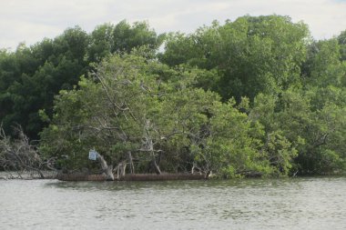 Büyüyen bitki örtüsü ve ormandaki sakin gölün yakın çekimi.
