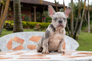 Açık havada siyah beyaz şirin bir Fransız bulldog 'unun yakın çekimi.
