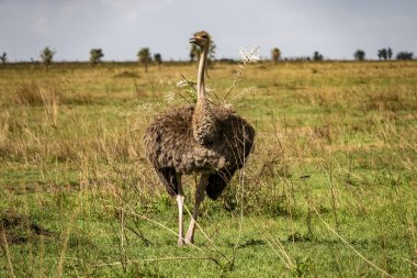 Serengeti Ulusal Parkı, Tanzanya 'daki safaride bir devekuşu.