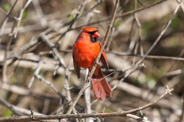 Kuzey Kardinalinin (Cardinalis cardinalis) bir dalının seçicisi