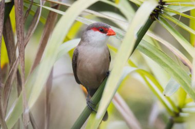 Bulanık bir arkaplanda bir sapın üzerine tünemiş bir balmumu gagasının yakın plan çekimi
