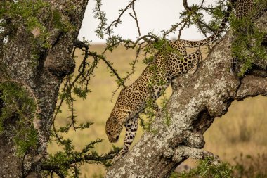 Serengeti Ulusal Parkı, Tanzanya 'da safaride ağaçta güzel bir leopar.