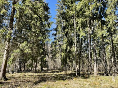 Huzurlu yeşil bir ormanın güzel bir görüntüsü.