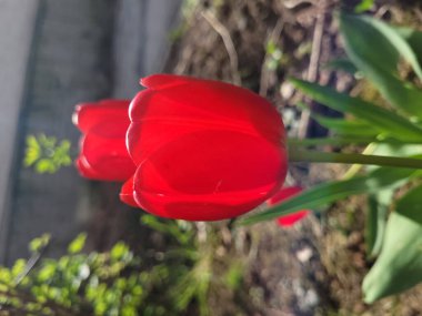 Kırmızı bir lalenin yakın plan çekimi.