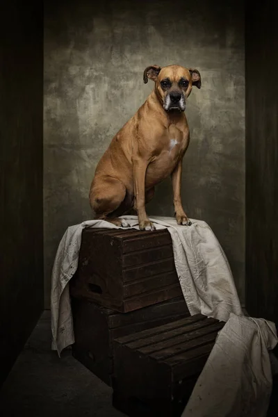 Vertical Shot Old Boxer Dog Thinking She Elephant Rembrandt Painting — Stock Photo, Image
