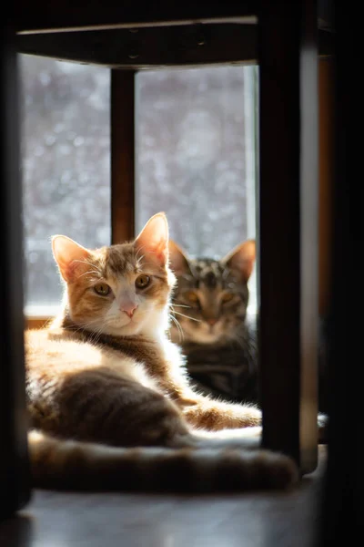 A vertical shot of a couple of cats looking at the camera against a blurred background