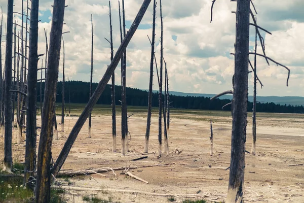 Die Abgestorbenen Bäume Auf Dem Trockenen Feld Unter Dem Bewölkten — Stockfoto