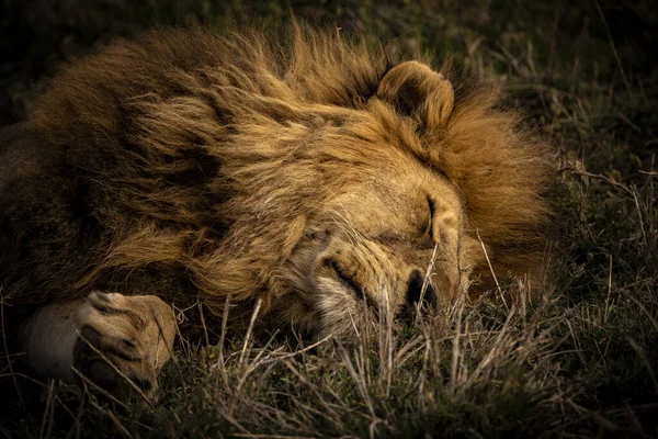 Lion Lying Grass Sleeping Safari Serengeti National Park Tanzania — Stock Photo, Image