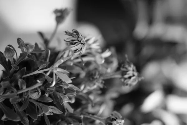 古い花のグレースケール — ストック写真