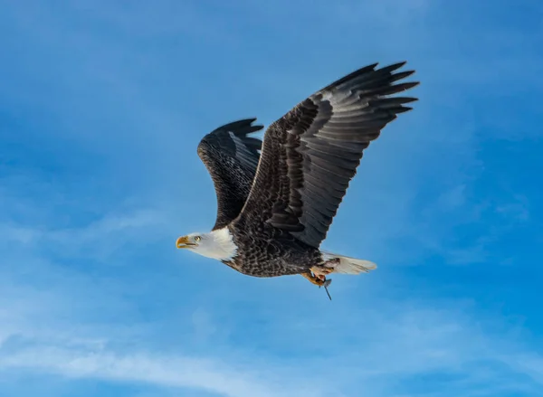 Uma Águia Negra Voando Céu — Fotografia de Stock