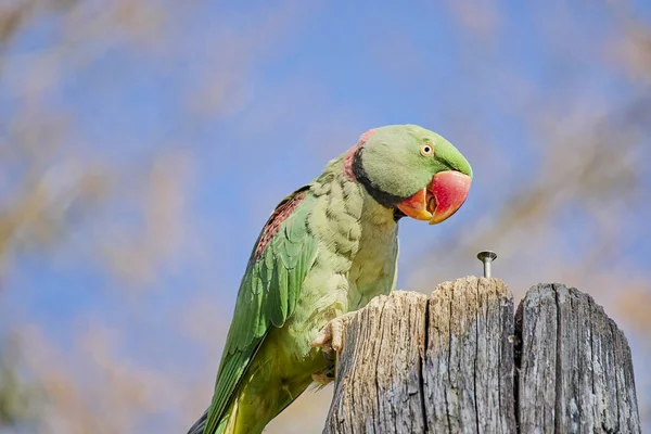 Een Selectieve Focusshot Van Een Rozengeringde Parkiet — Stockfoto