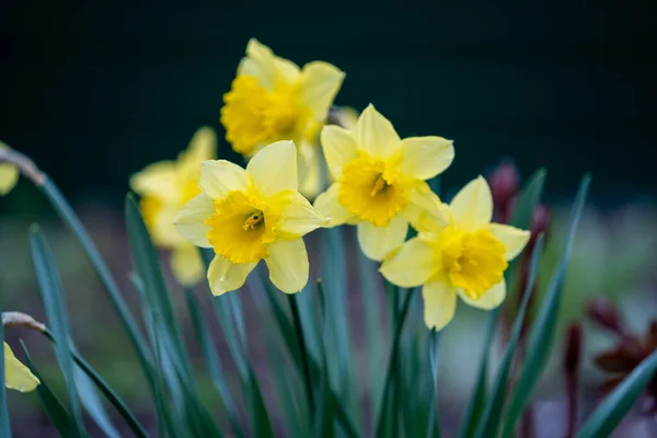 Detailní Záběr Krásné Žluté Narcisy Květiny Zahradě — Stock fotografie