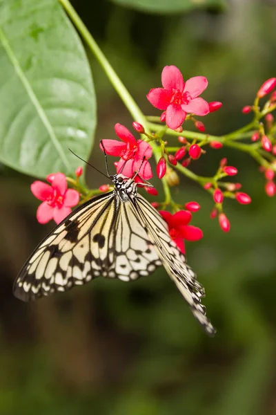 Eine Nahaufnahme Eines Schmetterlings — Stockfoto