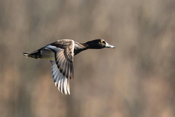 森の中を飛ぶ鴨の姿 — ストック写真