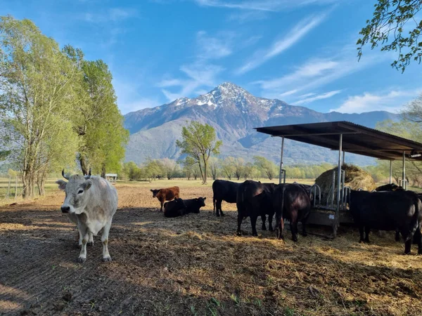A farm full of cows, over a background of a beautiful mountain, under a blue sky