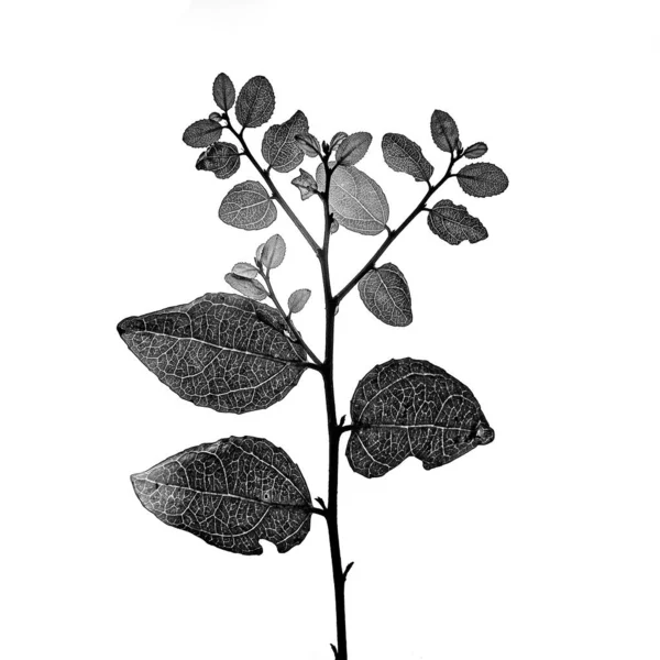 Grayscale Illustration Branch Leaves White Background — Stock Photo, Image