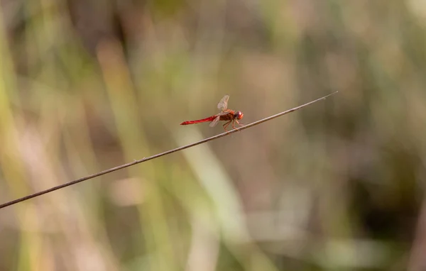 小枝上一只红蜻蜓的浅色镜头 — 图库照片