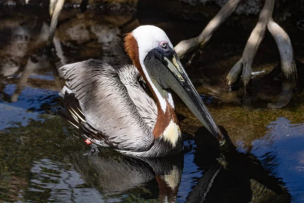 Eine Selektion Eines Braunen Pelikans Pelecanus Occidentalis — Stockfoto