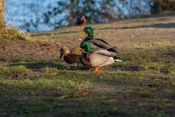 Duck Park Lake River Ireland Nature Wildlife Mallard Duck Green — Stock Photo, Image