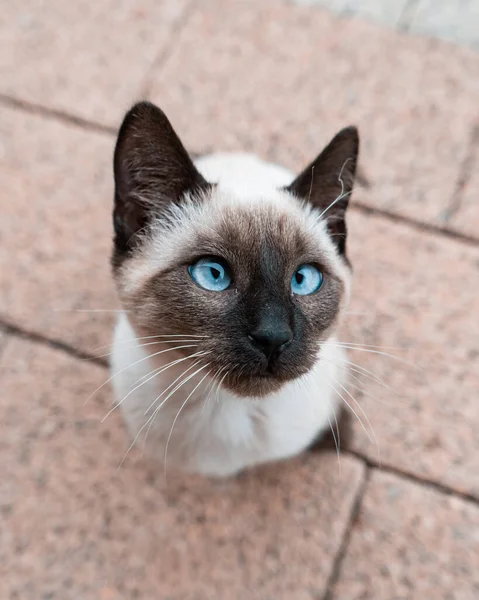 Detailní Záběr Modrookou Kočku — Stock fotografie