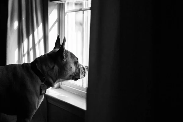 闷闷不乐的B W镜头 狗沉思地看着窗外的世界 — 图库照片