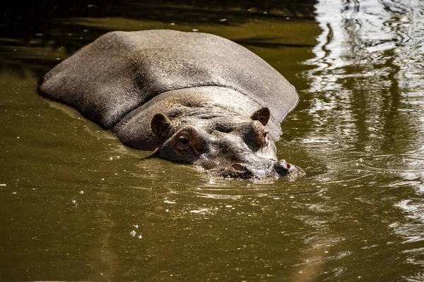 Grande Hipopótamo Lagoa Safari Parque Nacional Serengeti Tanzânia — Fotografia de Stock