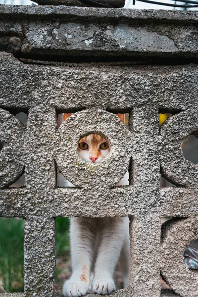 Selettivo Gatto Che Guarda Buco Muro Pietra — Foto Stock